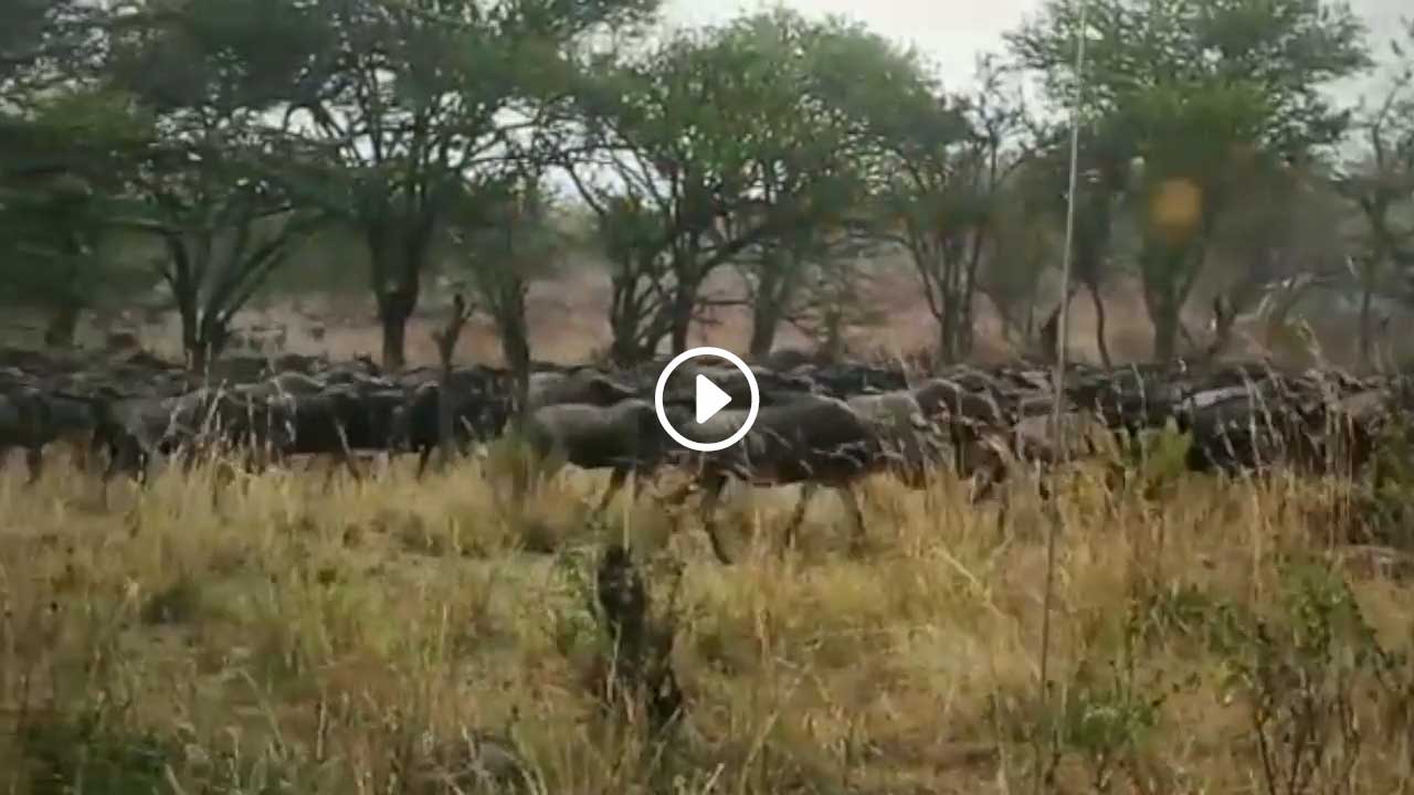 Great Migration at SandRiver Jul 2021
