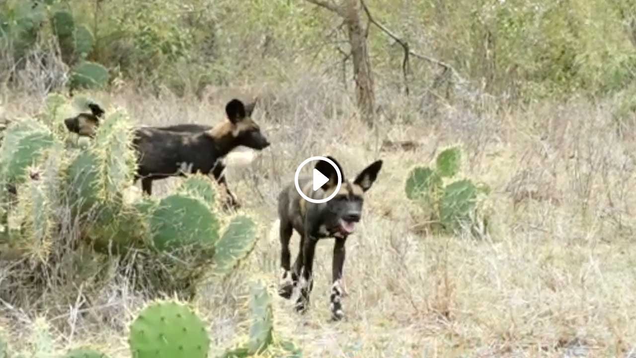 Wild Dogs in Loisaba