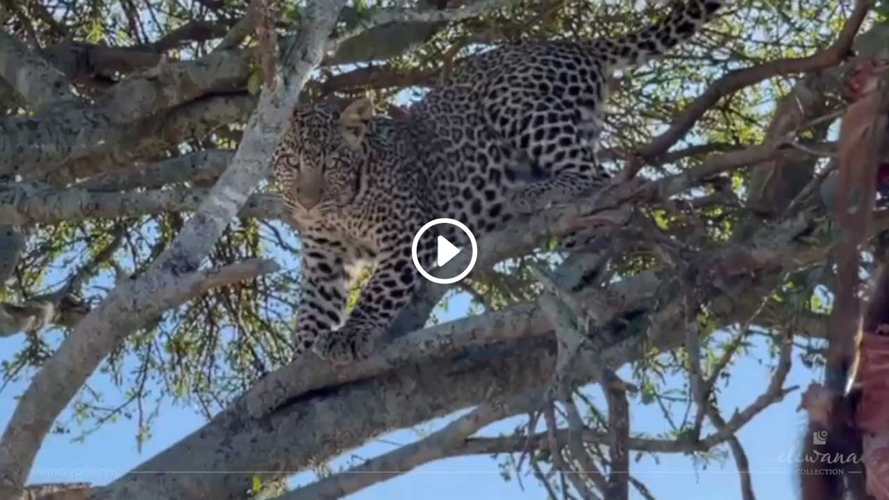 Leopard